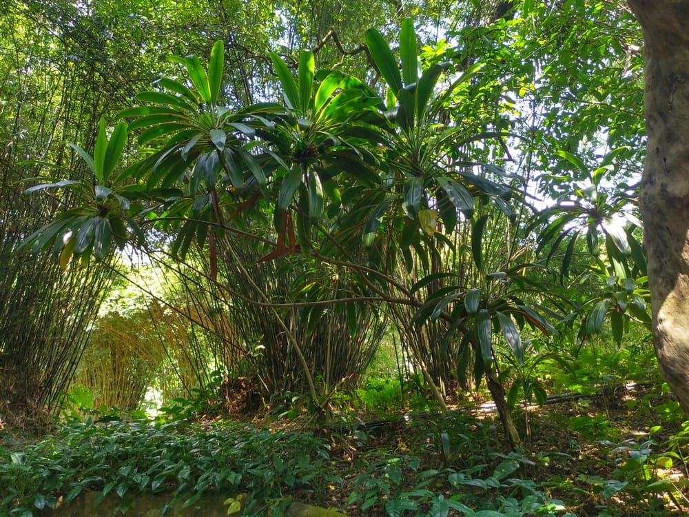 Brief Garden - Kohti avaraa maailmaa