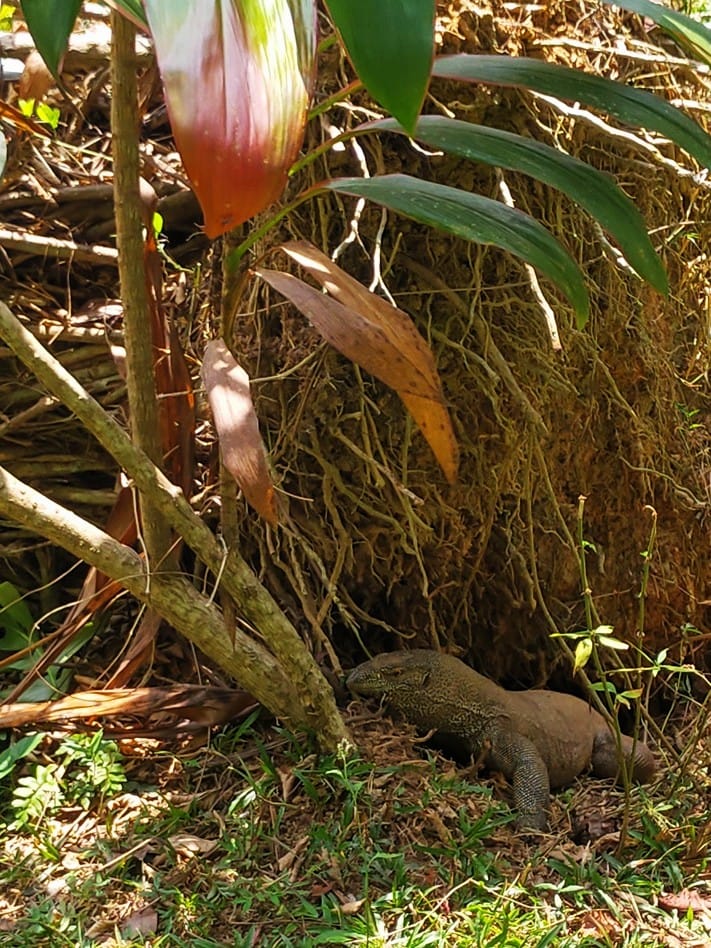 Brief Garden - Kohti avaraa maailmaa