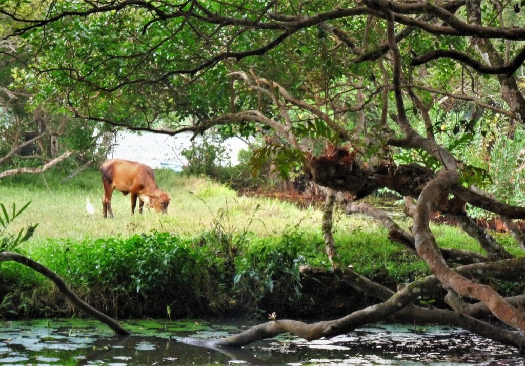 Lunuganga - Kohti avaraa maailmaa