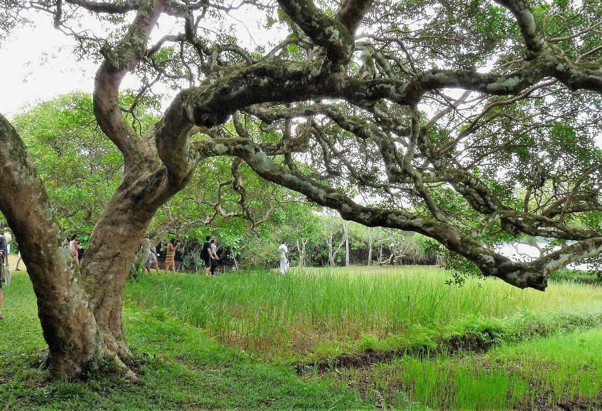 Lunuganga - Kohti avaraa maailmaa