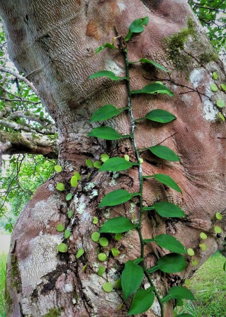 Lunuganga - Kohti avaraa maailmaa