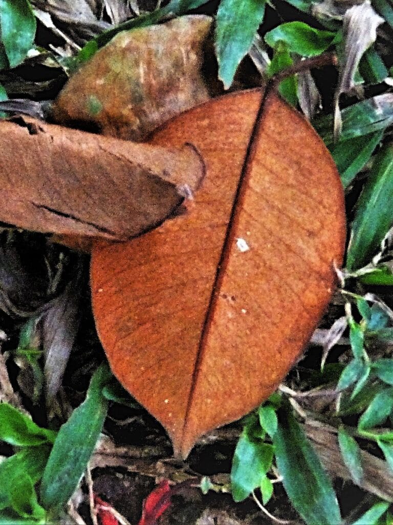 Lunuganga - Kohti avaraa maailmaa